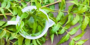 Neem Leaves Hydrosol Water