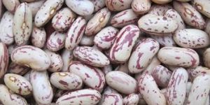 Speckled Kidney Beans