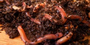 Vermicompost