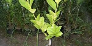 Thai Seedless Lemon Plant