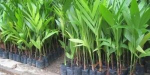 Areca Nut Plant