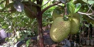 Jackfruit Plant