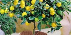 Lemon Plant