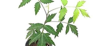 Neem Plant