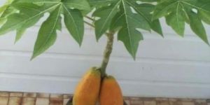 Papaya Plant