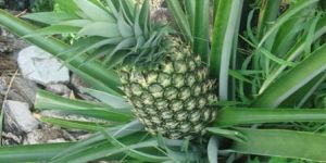 Pineapple Plant
