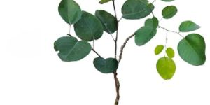 Red Sandal Wood Plant