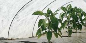 UV Treated Non Woven Fabric