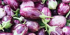 Brinjal Seeds