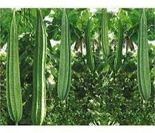 Ridge Gourd Seeds