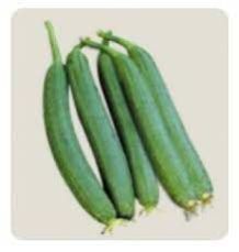 Sponge Gourd