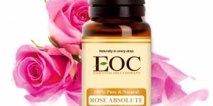 Rose Absolute