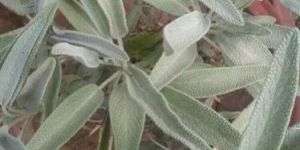 Sage Herb