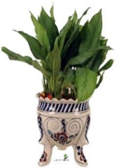 Aglaonema Plant Tree