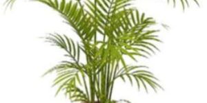 Areca Palm Plant