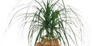 Ponytail Palm Plant