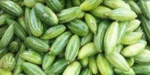 Patola Pointed Gourd