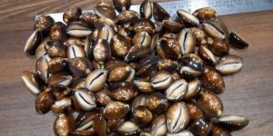 Black Raja Cowrie Shells