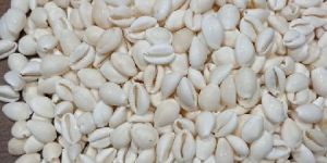 Milky White Cowrie Shells