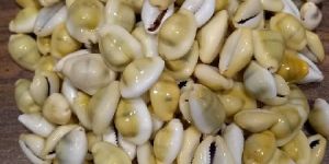 Yellow Cowrie