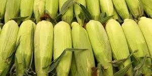 Frozen Sweet Corn Kernel