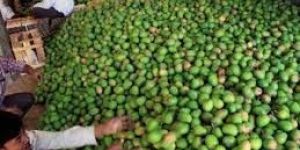 Ratnagiri Alphonso Mango