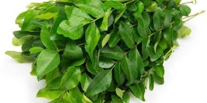 Fresh Curry Leaves