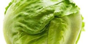 Fresh Lettuce