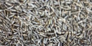 Cumin Seed