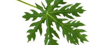 Papaya Leaves