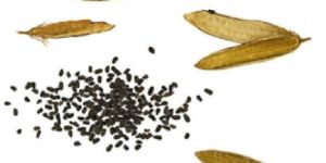 Vinca Rosea Flower Seeds