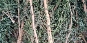 Vanni Tree Sticks or Shami Tree