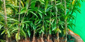 Keshar Mango Plants