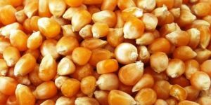 Yellow Maize Seed