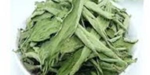 Stevia Leaf