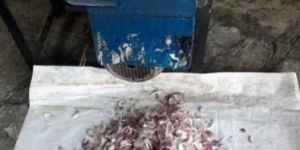 Low Maintenance Onion Slicer