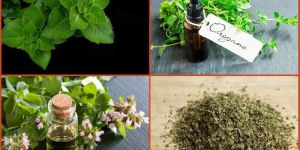 Oregano Oil