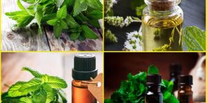 Peppermint Oil