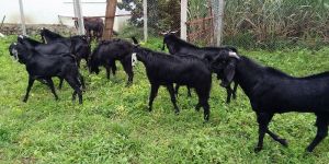 Goat Farming Training