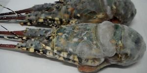Frozen Lobster