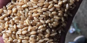 Sharbati Wheat Seeds 1544