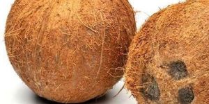 Fresh Semi Husked Coconut