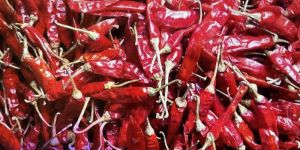 Teja Deluxe Red Chillies