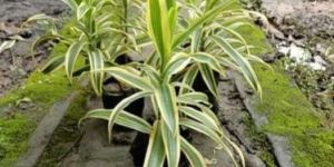 Dracaena Reflexa Plant