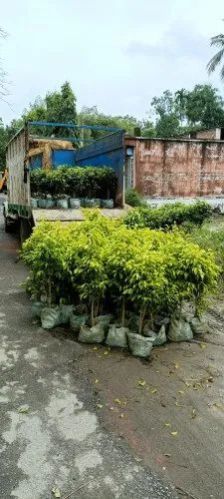 Golden Ficus Benjamina Plant
