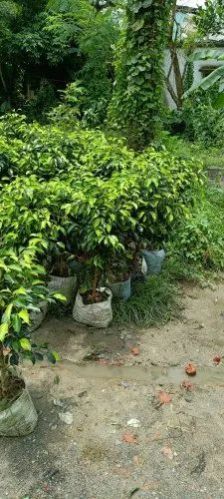 Green Ficus Benjamina Plant