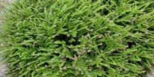 Natural Cuphea Plant