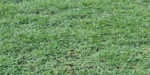 Natural Mexican Lawn Grass