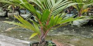 Natural Sampen Palm Plant