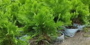 Outdoor Arborvitae Plant